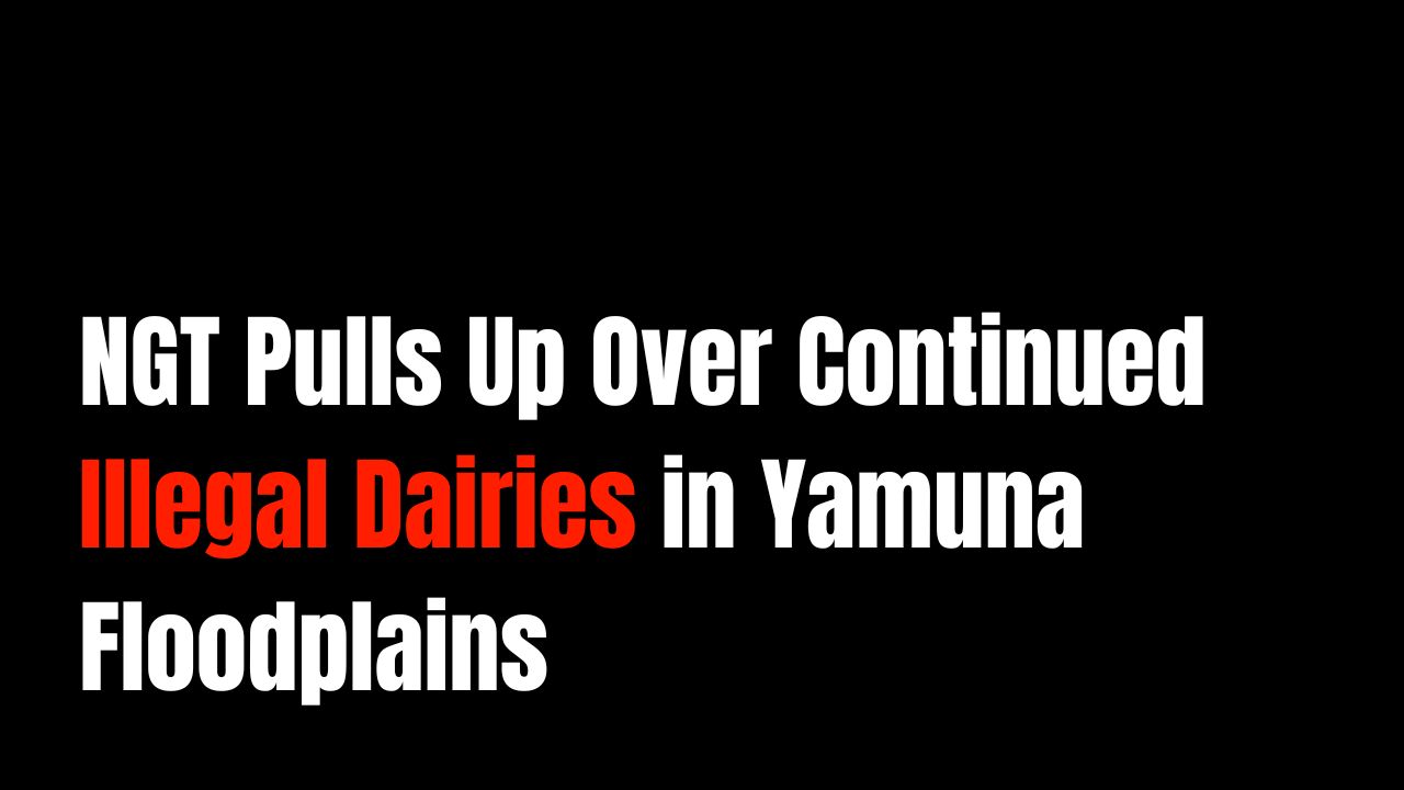 NGT Pulls Up DDA and DPCC Over Continued Illegal Dairies in Yamuna Floodplains